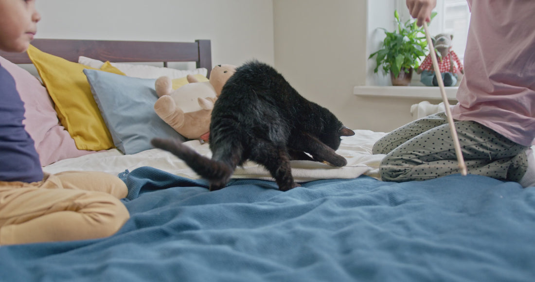 Load video: Cat playing with a hanging toy